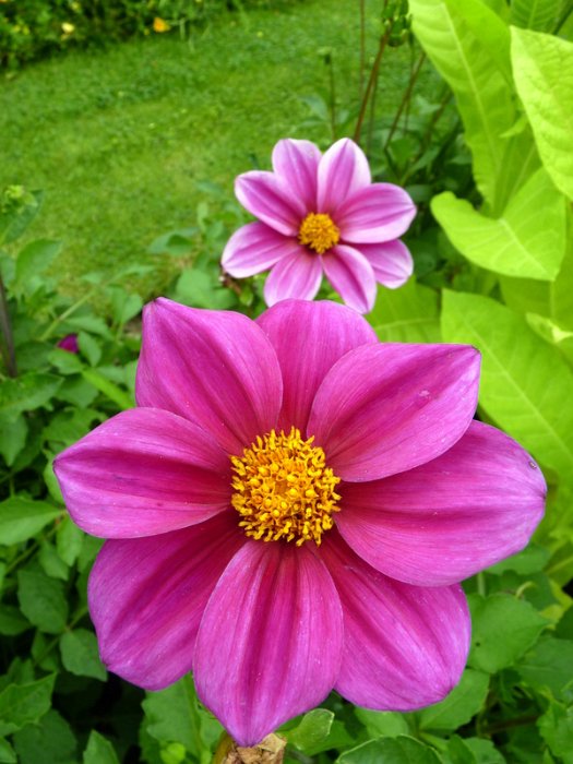 Dahlia x 'Ingrid' (2)